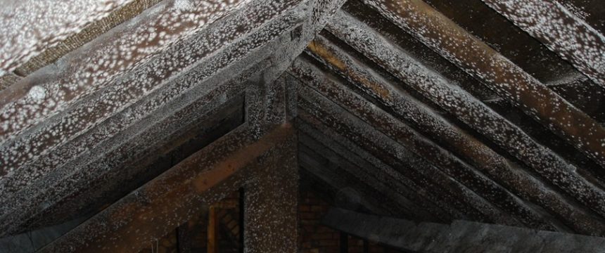 Mould growing on roof beams cause by condensation