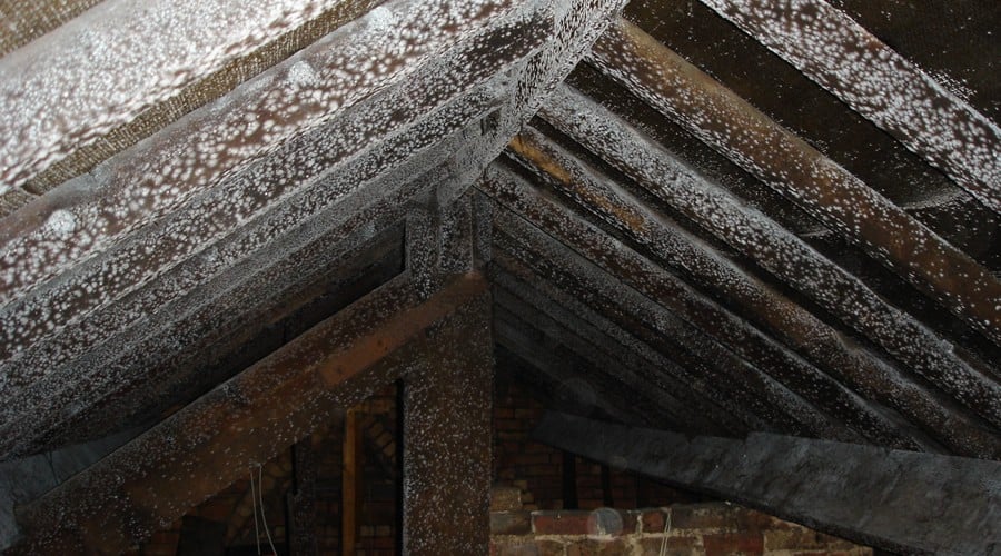 Mould growing on roof beams cause by condensation