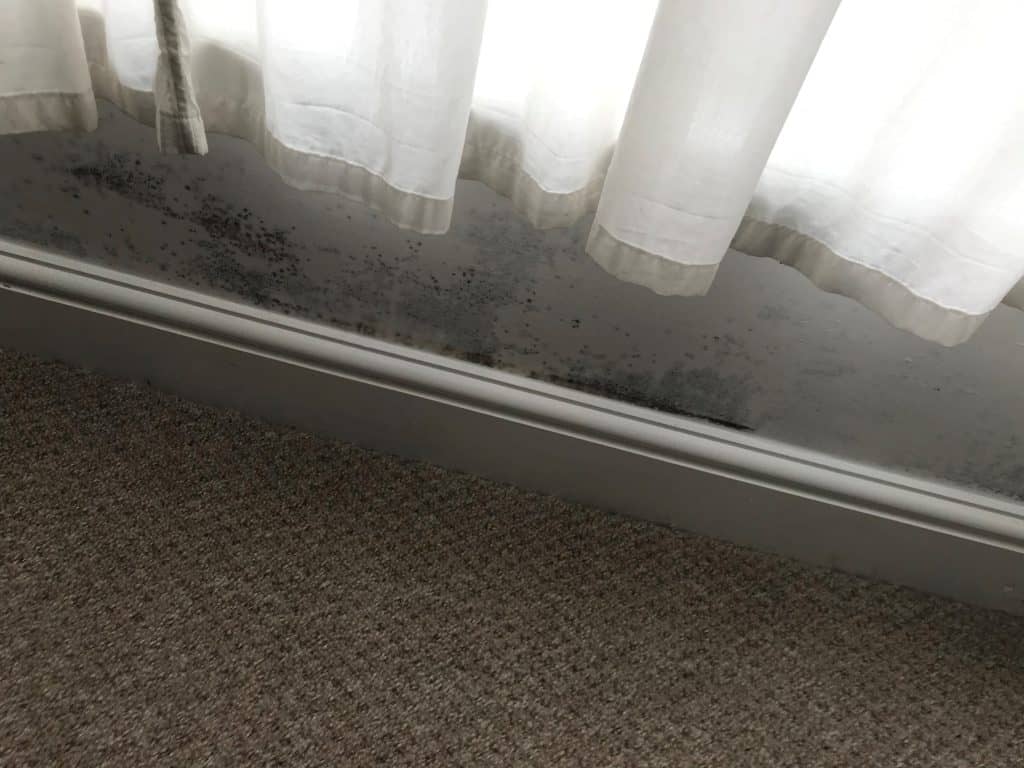 Closeup showing black mould growth on a wall beneath a window