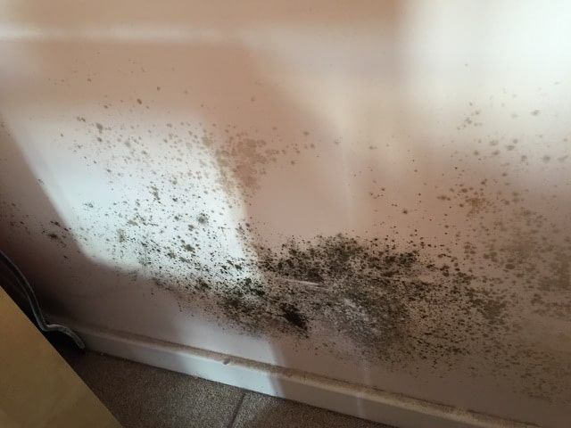 Black mould from condensation formed on interior wall