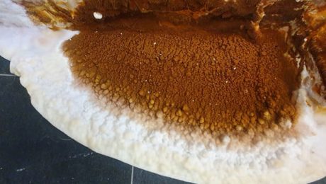 Evidence of dry rot fungi forming