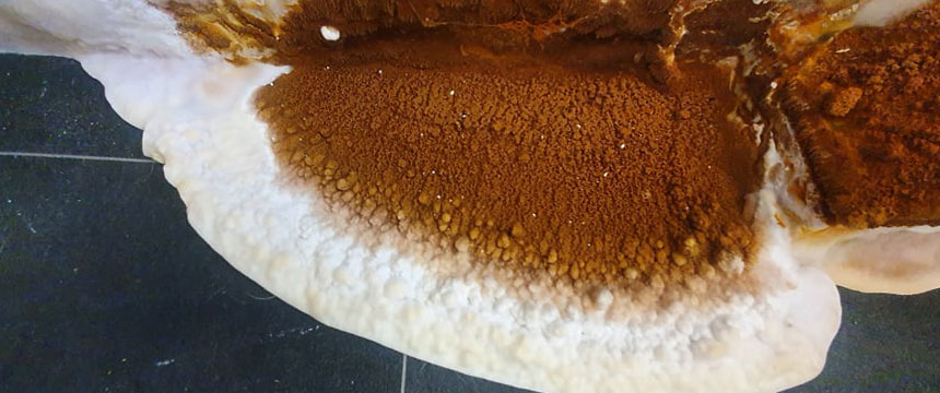 Evidence of dry rot fungi forming