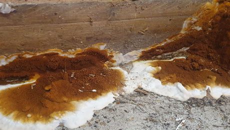 Serious case of dry rot fungi beginning to spread