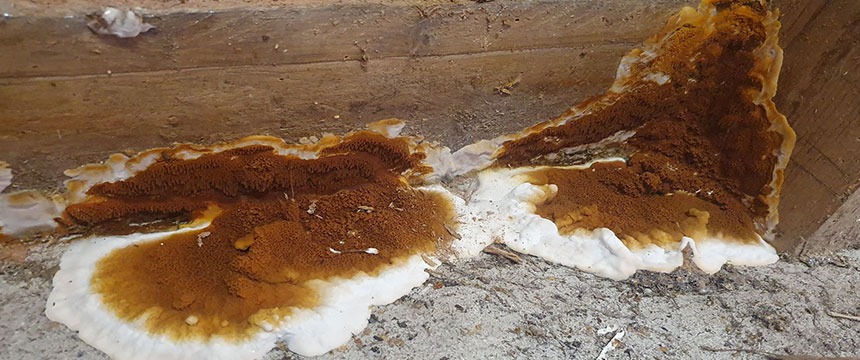 Serious case of dry rot fungi beginning to spread