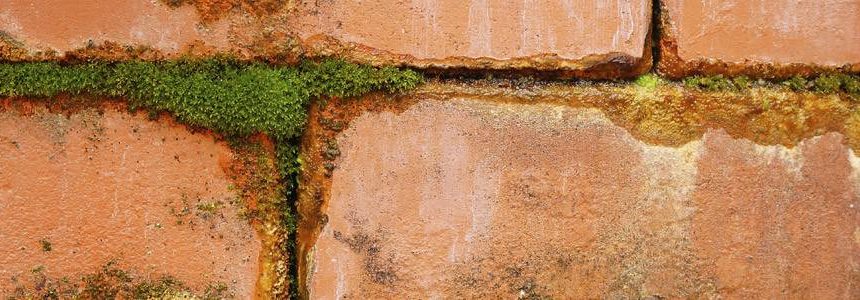 Closeup of signs of penetrating damp and mould on exterior brickwork of house