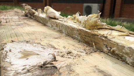 dry rot affecting timber