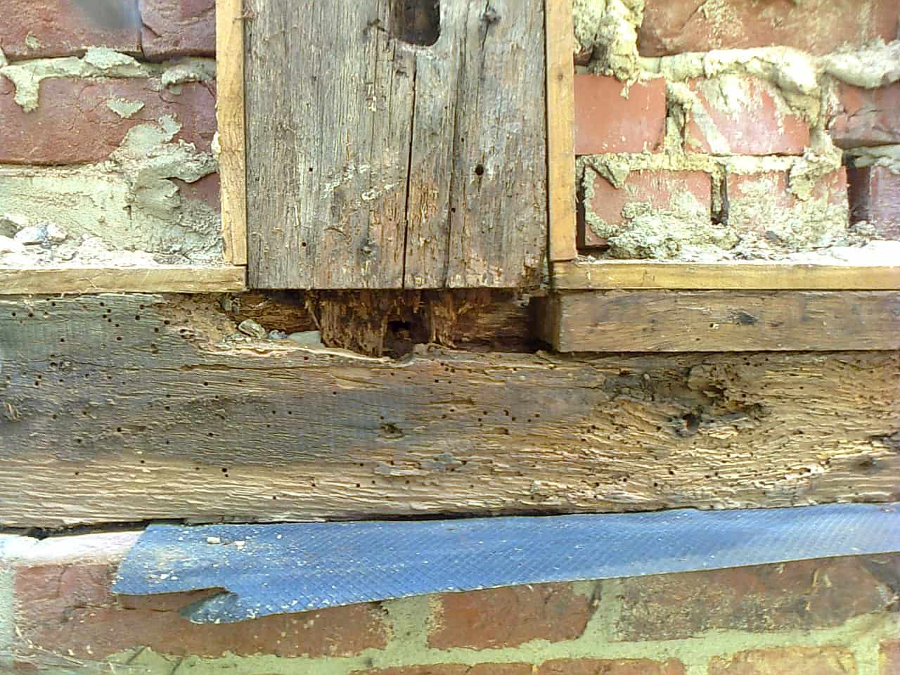 Timber showing signs of Deathwatch Beetle infestation