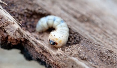 Woodworm Life Cycle Stage 2