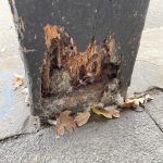 A timber beam affected by wet rot fungus in Fallowfield for Timberwise Case Study