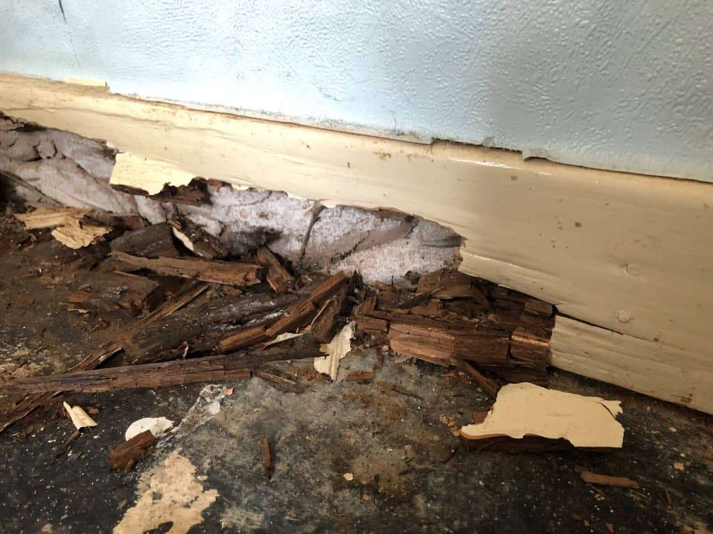Closeup of wet rot decay and damage to a skirting board within a property