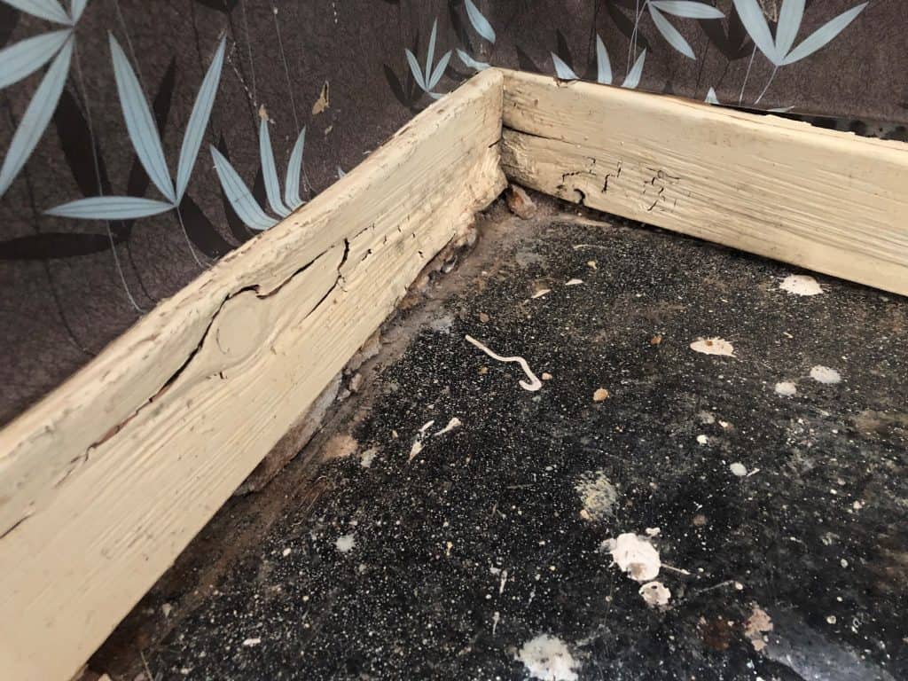 Closeup of wet rot damage to skirting boards within a property