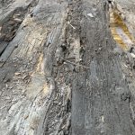 Wet rot damage on wooden floor