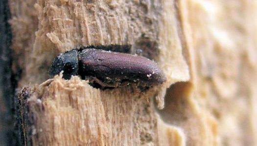 Woodworm Life Cycle Stage 1