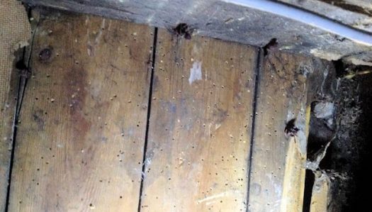 Closeup of woodworm exit holes