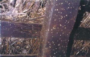 Woodworm exit holes in timber