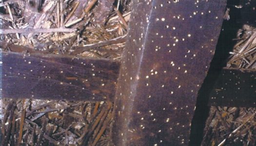 Woodworm exit holes in timber