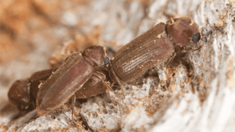 Woodworm Mating