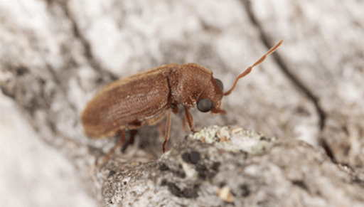 Woodworm Life-cycle Stage 3