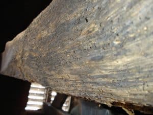 Woodworm damage to a timber beam