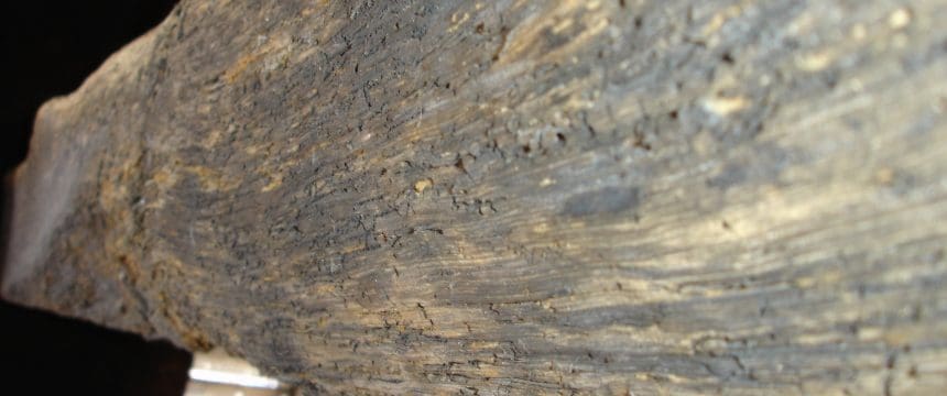 Woodworm damage to a timber beam