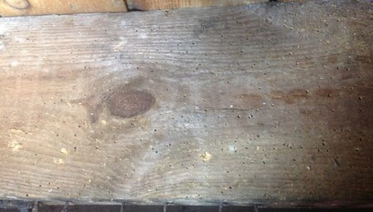 Woodworm exit holes in a timber beam