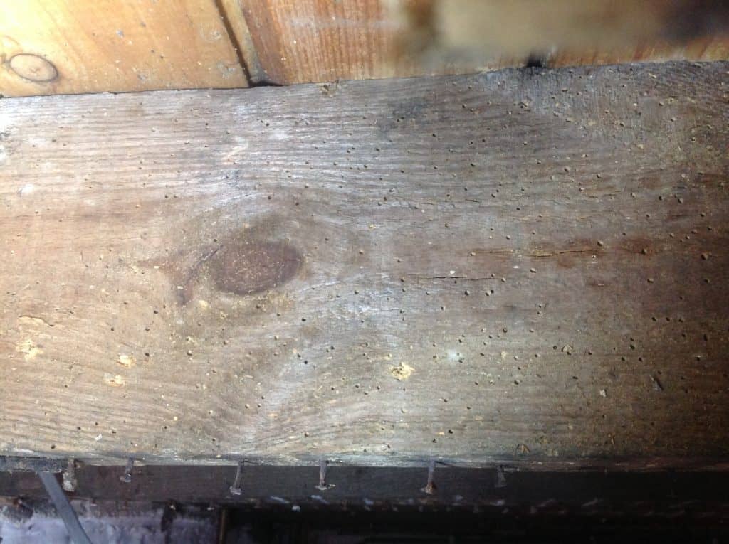 Woodworm exit holes in timber