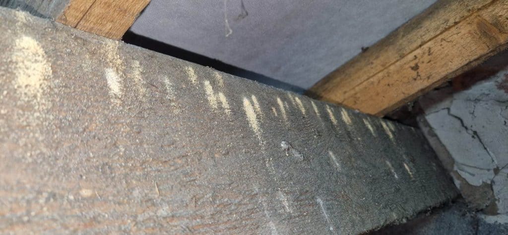 an image of woodworm bore holes in timber