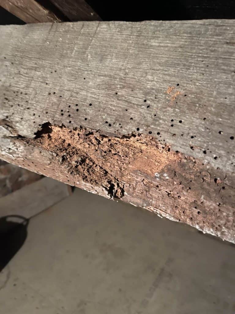 a timber beam infested with woodworm