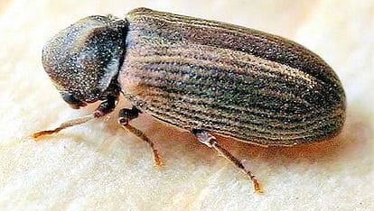 Side-on view of common furniture beetle