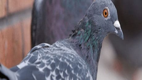 Closeup of pidgeon