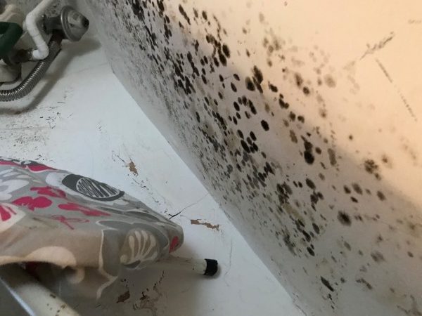 Black mould spots on bathroom wall