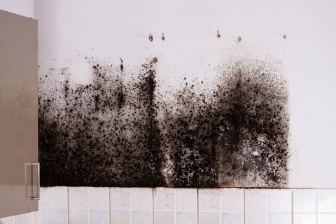 black mould in kitchen