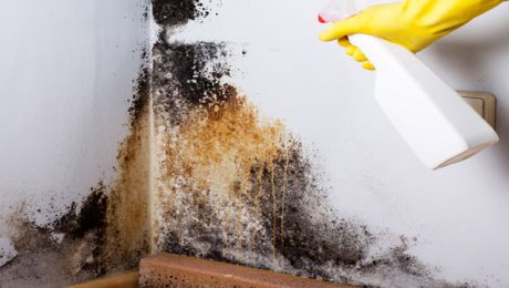 Removing black mould off internal wall in house