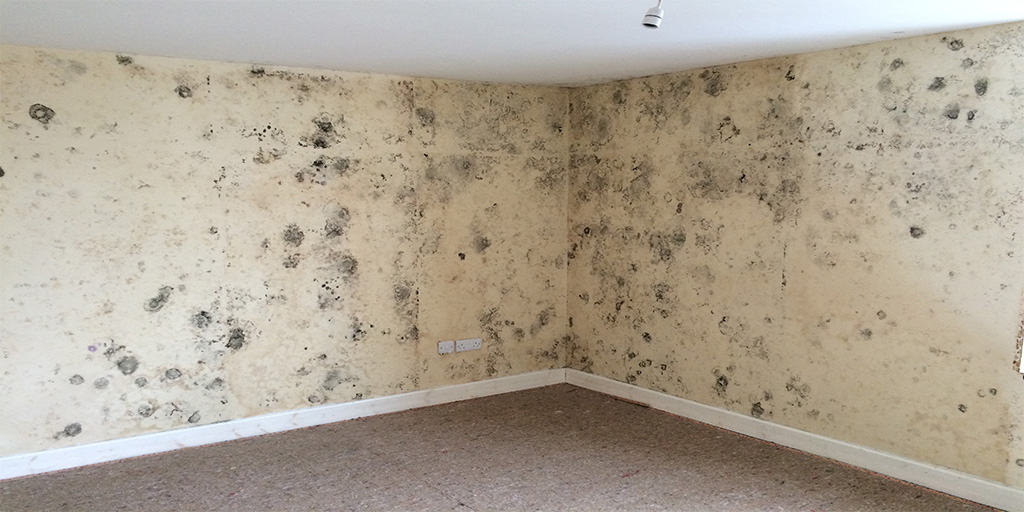 Black spot mould covering the interior walls of a property