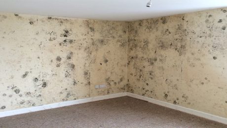 Black spot mould covering the interior walls of a property