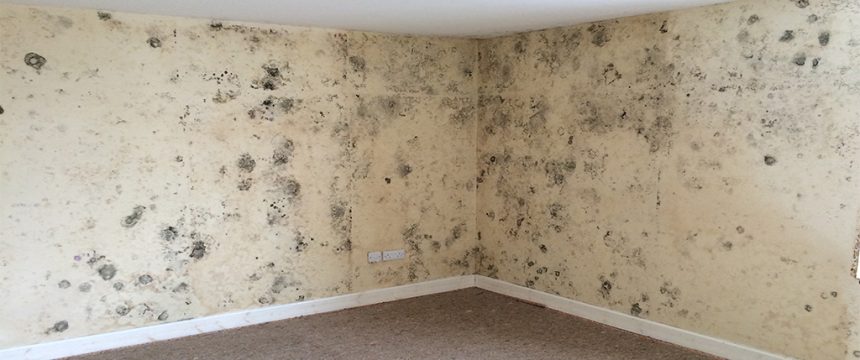 Black spot mould covering the interior walls of a property
