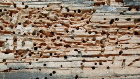 Closeup of woodworm exit holes on timber