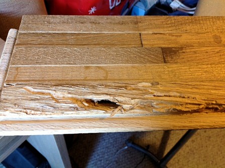 damaged caused by wood wasp