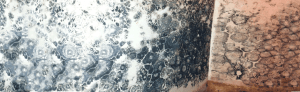 Black mould covering walls in a house