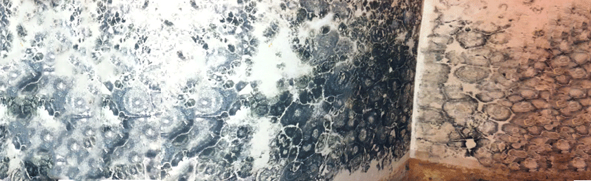 Black mould covering walls in a house