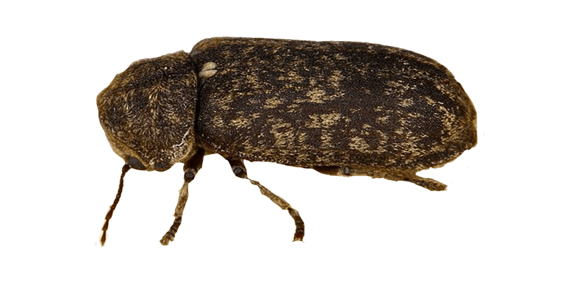 deathwatch beetle