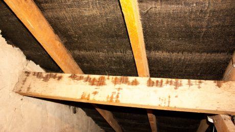 Timber ceiling beams