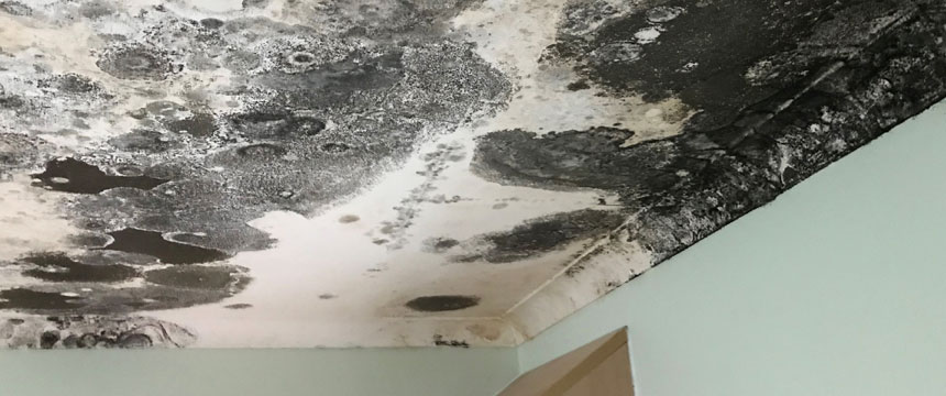 Heavy spots of black mould on ceiling
