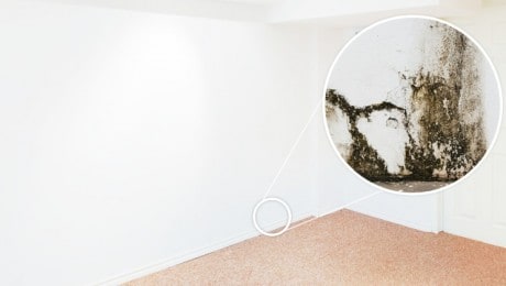 Image of an interior wall within a property with a zoomed in image of black mould growth on the wall
