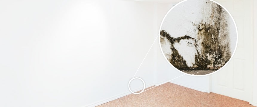 Image of an interior wall within a property with a zoomed in image of black mould growth on the wall