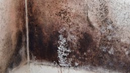 Closeup of mould infested walls from rising damp