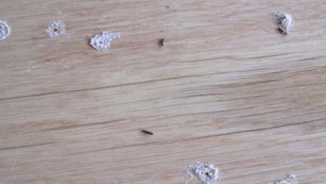 Evidence of a power post beetle infestation