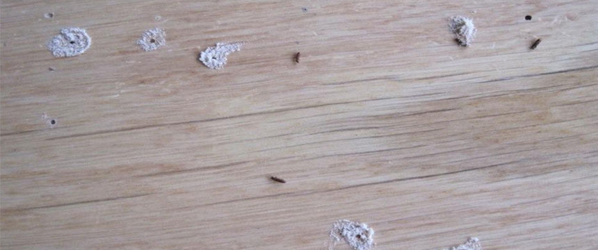 Evidence of a power post beetle infestation