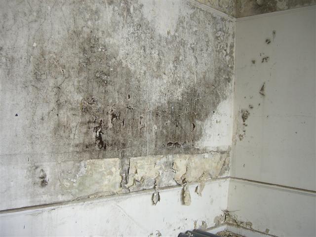 Signs of damp and mould forming on internal wall in house