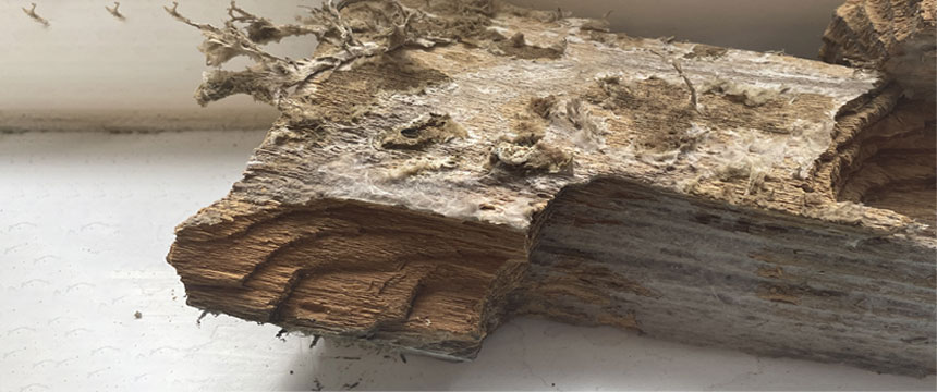 Image depicting how to detect signs of dry rot